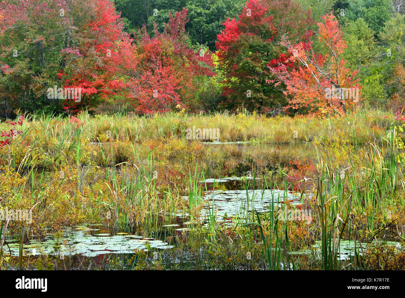 Un tardo pomeriggio estivo su uno stagno in Rutland, Massachusetts, Stati Uniti d'America Foto Stock