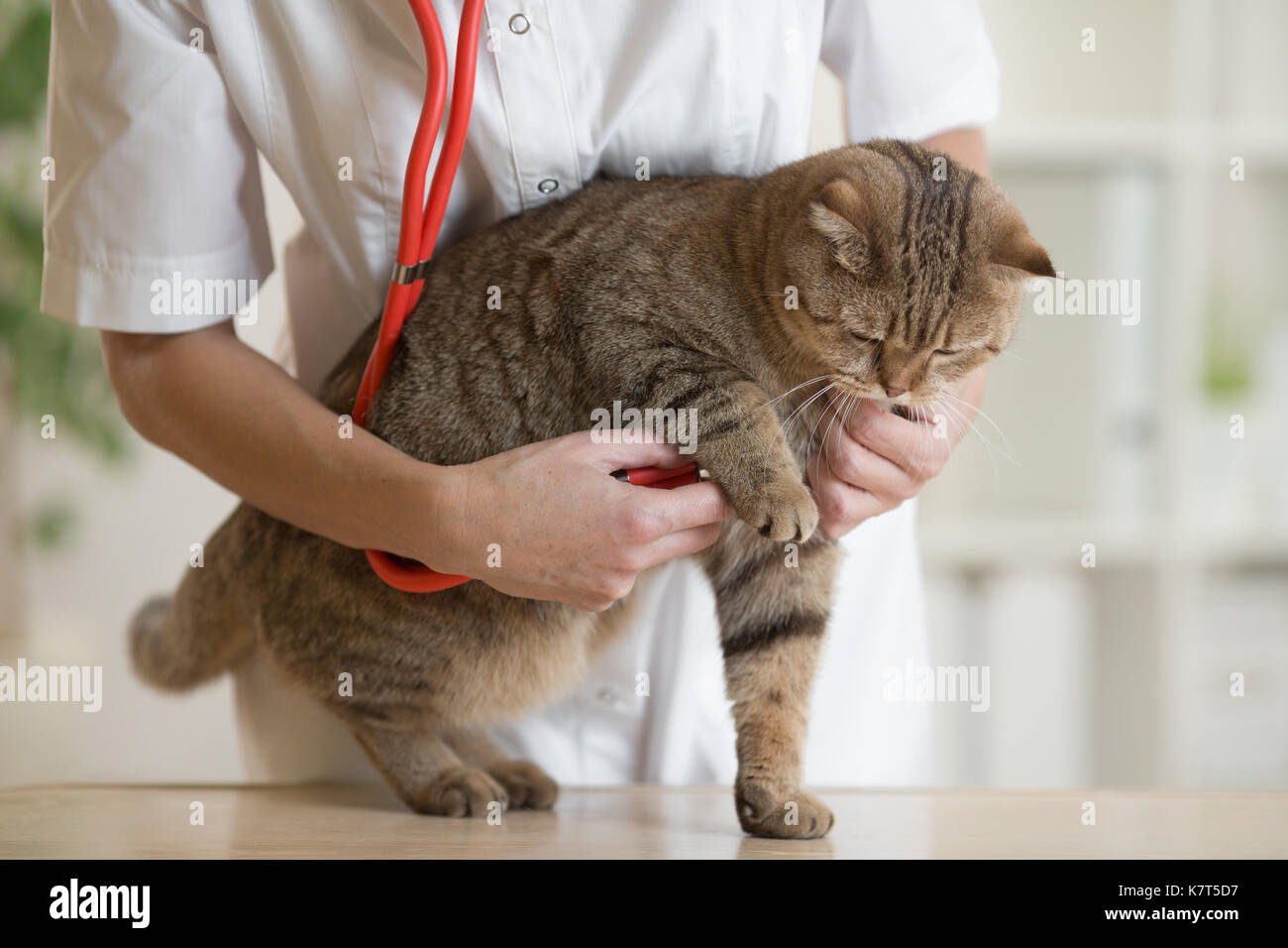 Medico Veterinario cat pet checkup Foto Stock