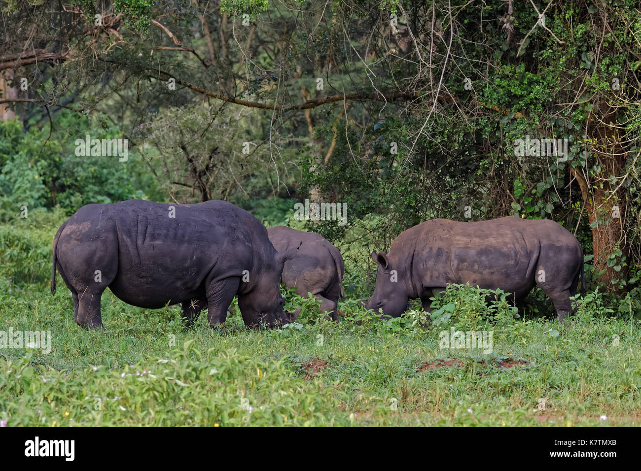 Un gruppo di rinoceronte bianco (Ceratotherium simum) pascolano in habitat naturale, Uganda, africa. Foto Stock