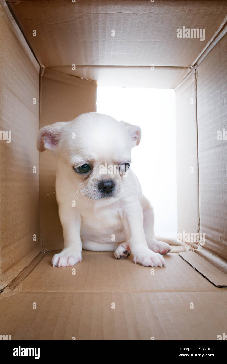 Triste cucciolo nella scatola di cartone. tristezza e solitudine, problemi di socializzazione e rifugio tema Foto Stock