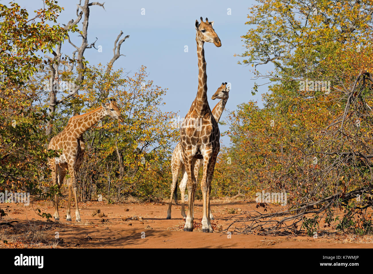 Giraffe (Giraffa camelopardalis) in habitat naturale, il Parco Nazionale Kruger, Sud Africa Foto Stock