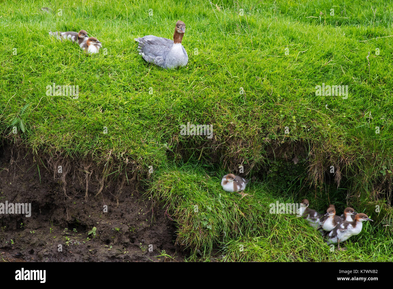 Smergo maggiore Mergus merganser femmina e le ochette sul Fiume Ure Askrigg Bottoms SSSI Wensleydale Yorkshire Dales National Park nello Yorkshire England Regno Unito J Foto Stock