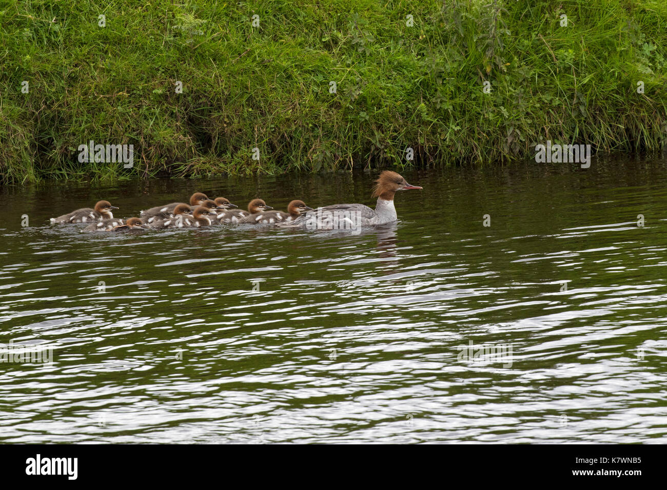 Smergo maggiore Mergus merganser femmina e le ochette sul Fiume Ure Askrigg Bottoms SSSI Wensleydale Yorkshire Dales National Park nello Yorkshire England Regno Unito J Foto Stock