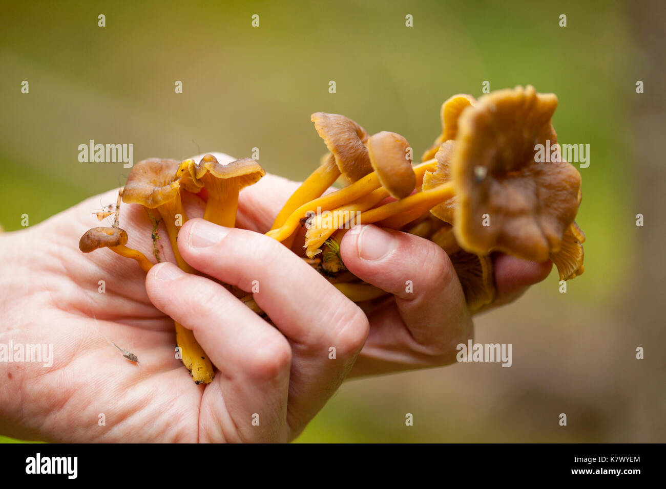 Rovistando sfondo con i funghi commestibili craterellus tubaeformis, fungo invernale Foto Stock