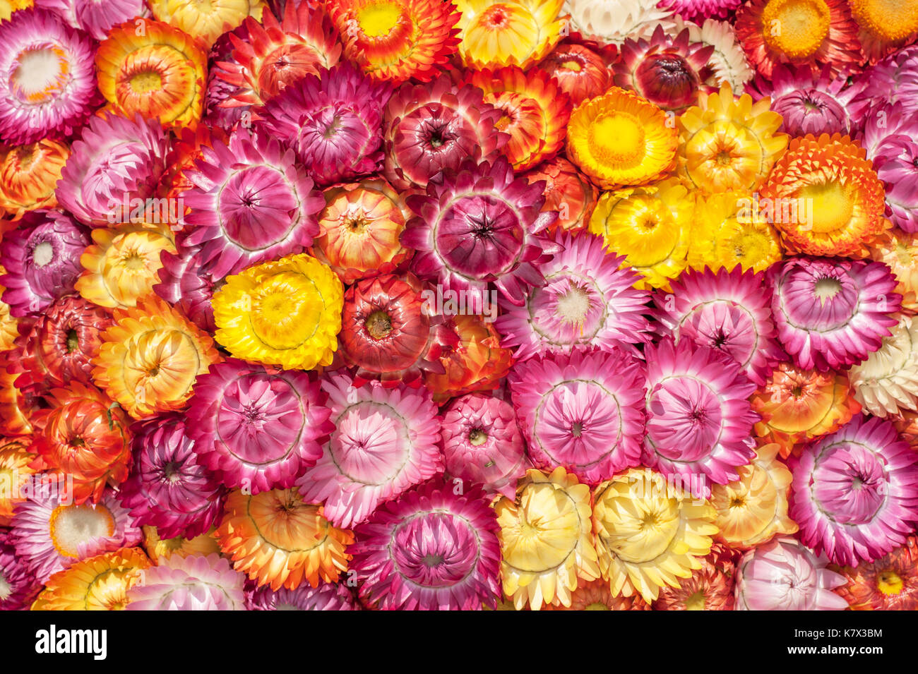 Fiori di palma colorati (Xerochrysum bracteatum) Foto Stock