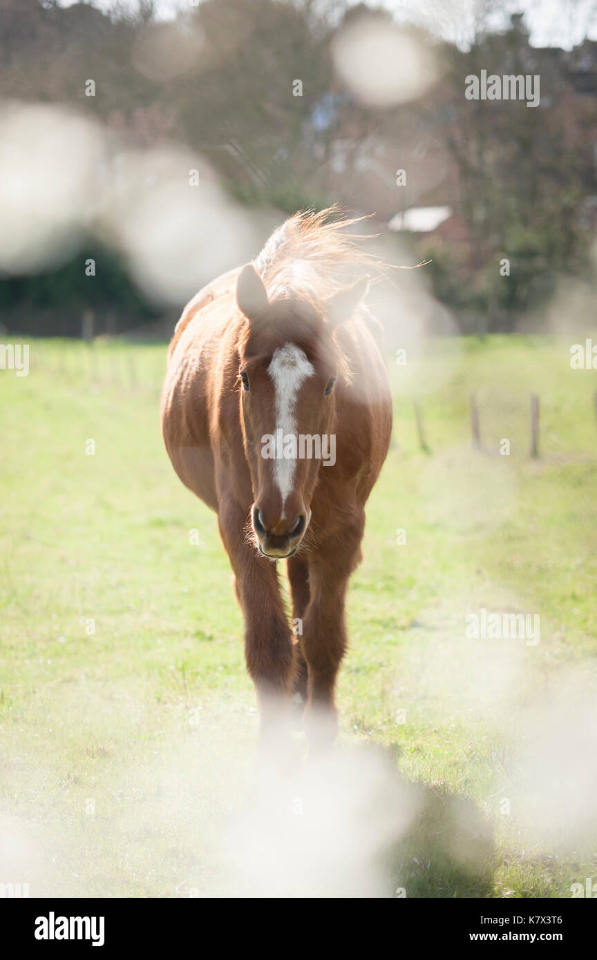 Cavallo in campo. Storrington, West Sussex, Regno Unito Foto Stock