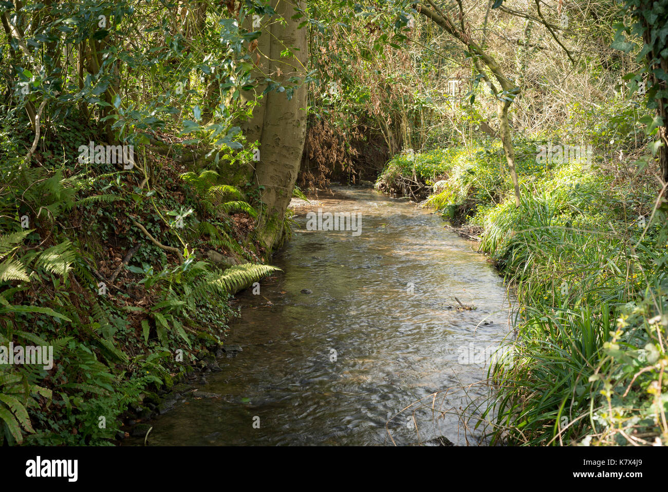 Flusso nel West Sussex, in Inghilterra Foto Stock