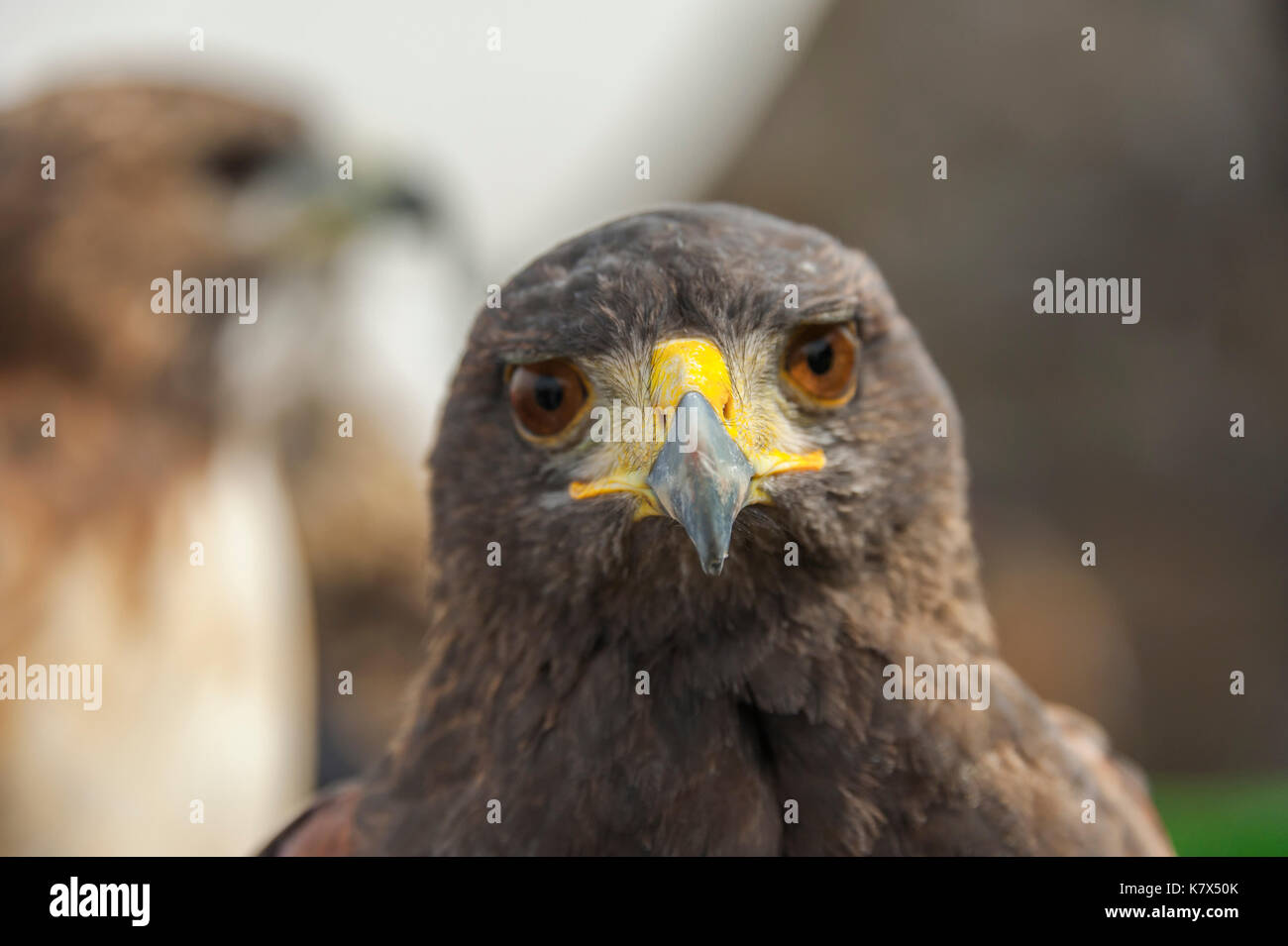 Buteo bird, poiana uccello, vista frontale Foto Stock