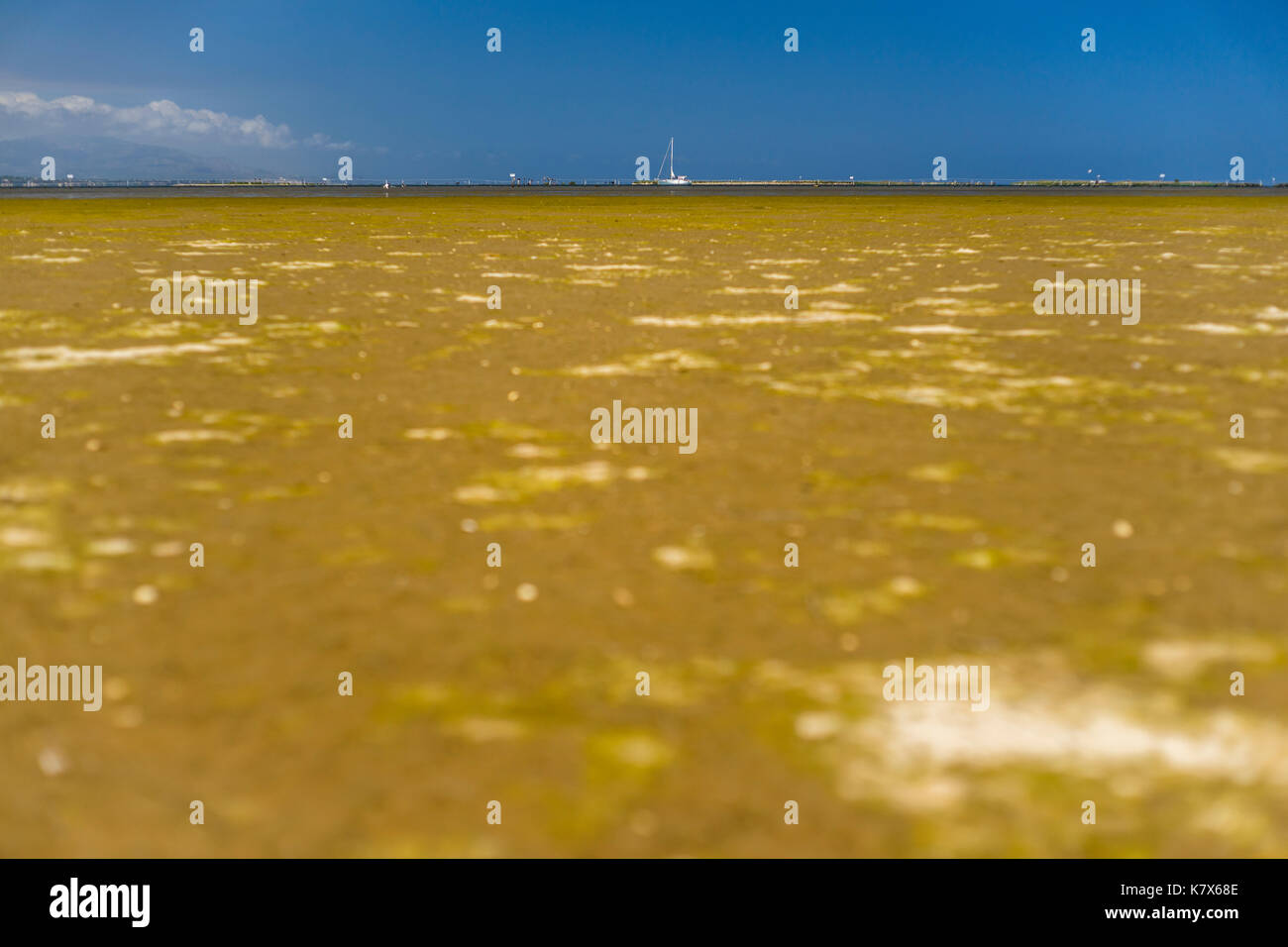 Piana di fango in badia del fangar, delta del fiume Ebro, Spagna 2017 Foto Stock