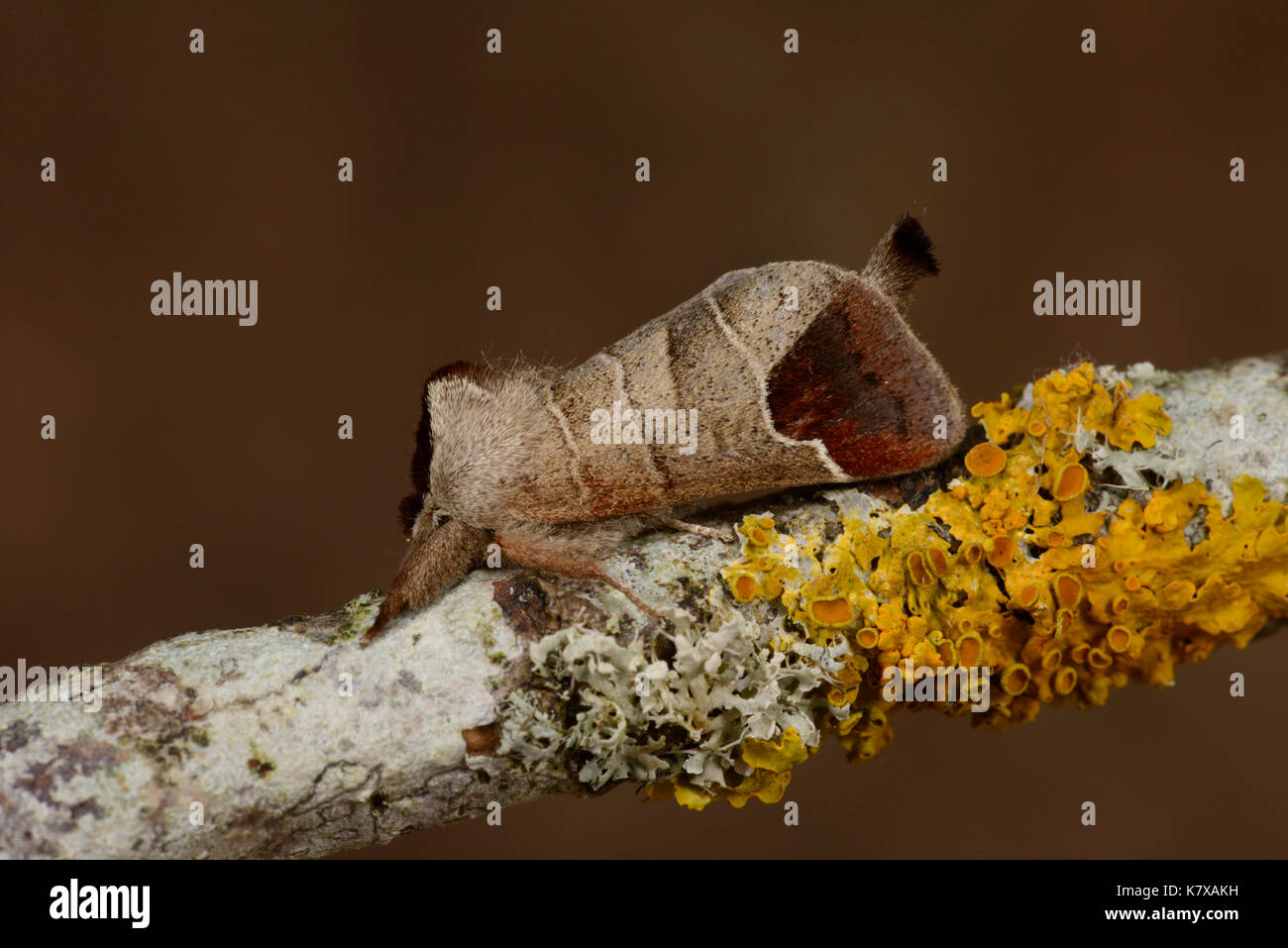 Il cioccolato-punta moth ( clostera curtula) adulto a riposo sul lichen coperto ramoscello, monmouth, Galles, agosto Foto Stock