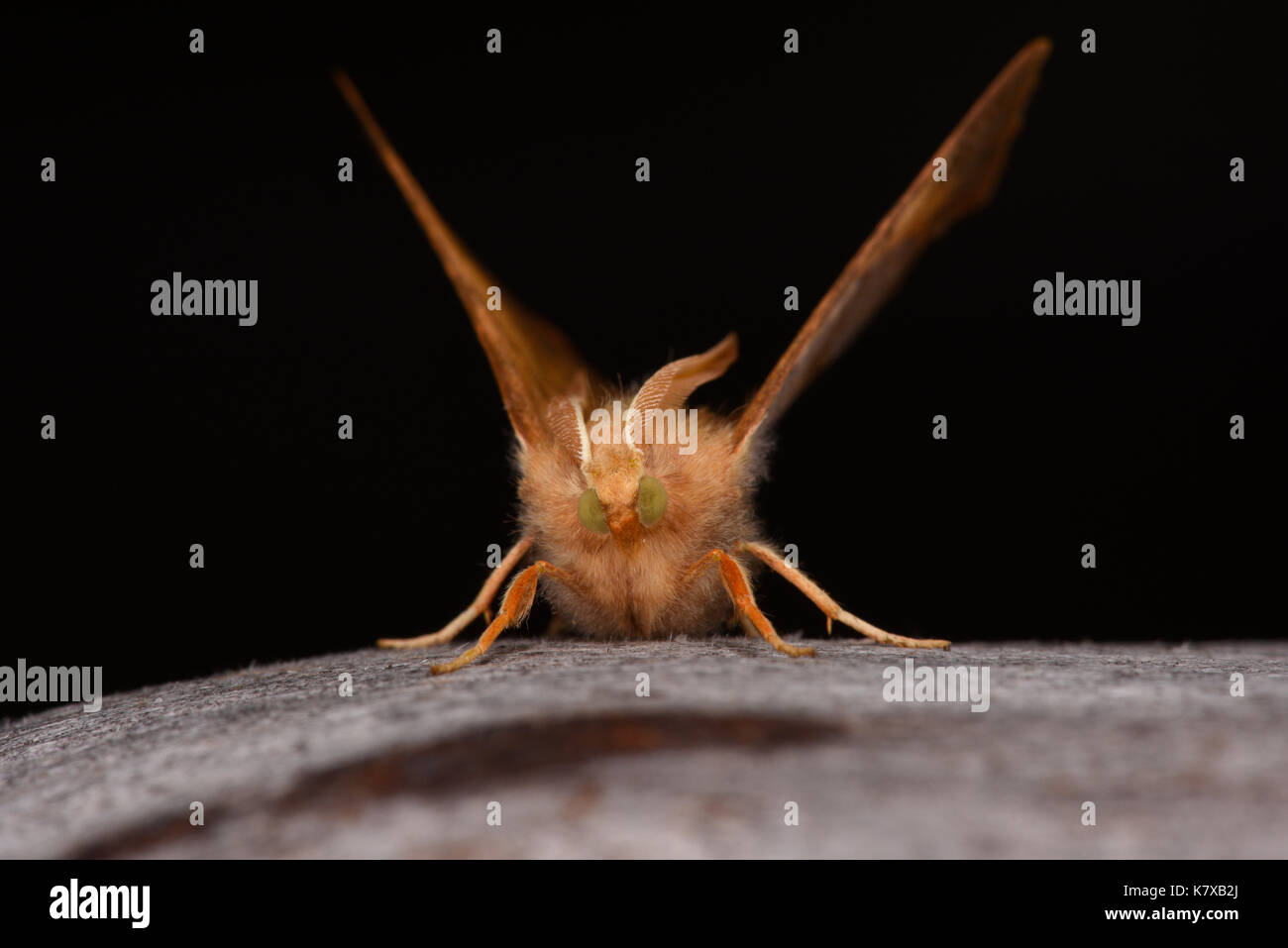 Dusky thorn tarma (ennomos fuscantaria) maschio adulto a riposo su legno, vista da davanti, monmouth, Galles, ottobre Foto Stock