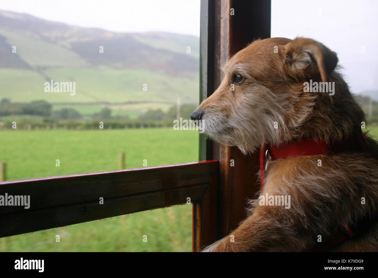 Carino jack russell cross Yorkshire terrier mongrel cane guardando al di fuori di un patrimonio di vapore carrozza ferroviaria finestra con un paesaggio di campi e colline Foto Stock