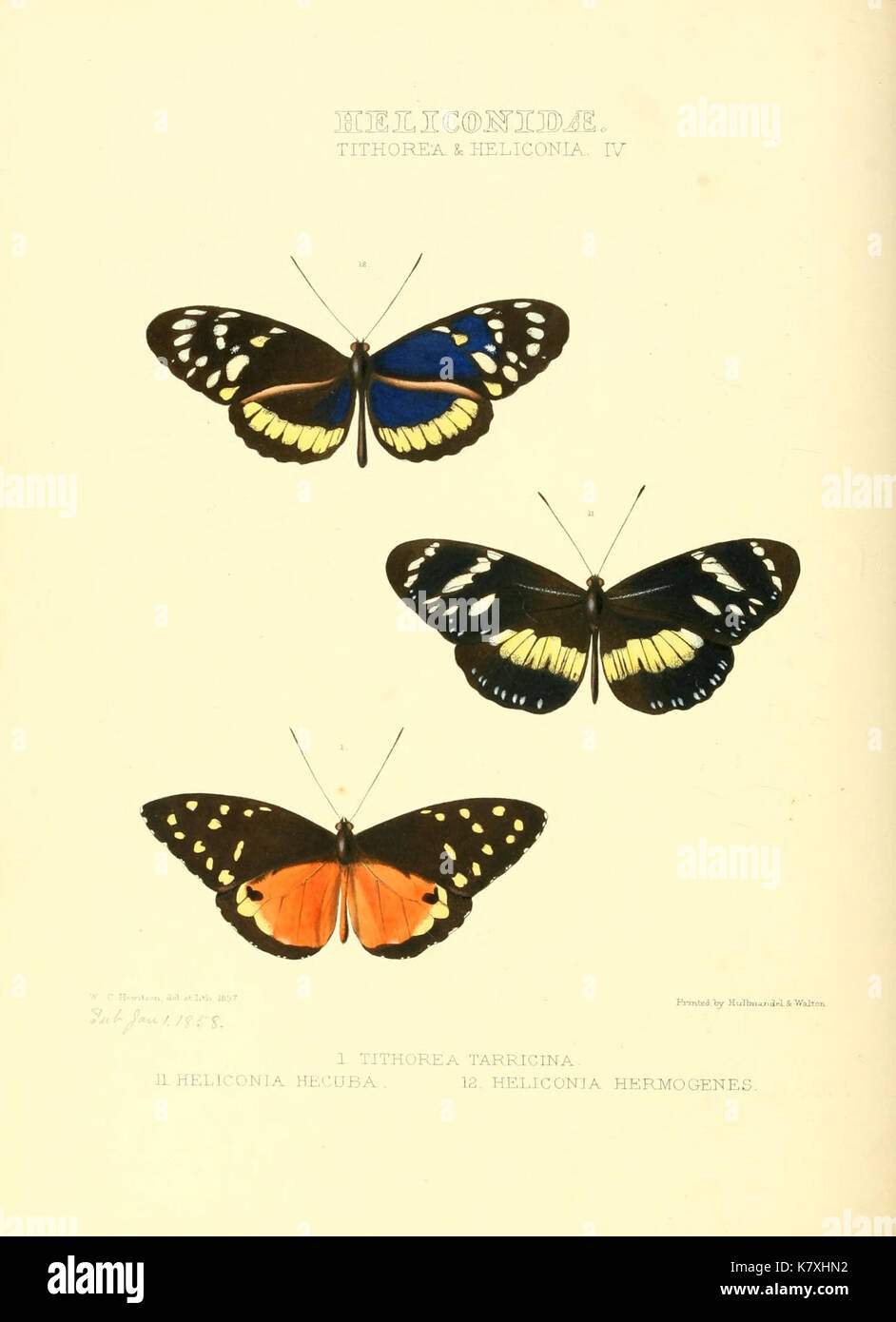 Illustrazioni di nuove specie di farfalle esotiche (Heliconidae Tithore) BHL12839960 Foto Stock