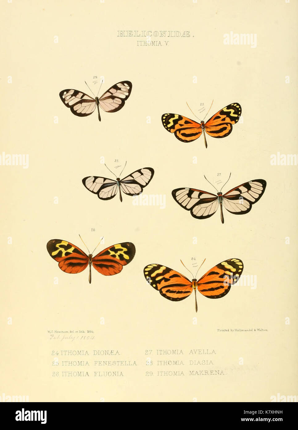 Illustrazioni di nuove specie di farfalle esotiche (Heliconidae Ithomia V) BHL12840012 Foto Stock