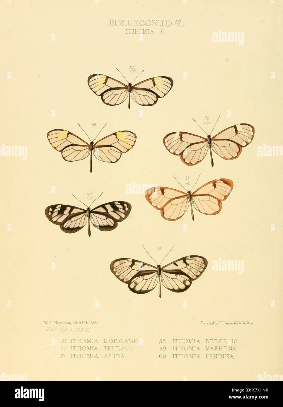 Illustrazioni di nuove specie di farfalle esotiche (Heliconidae Ithomia X) BHL12840032 Foto Stock