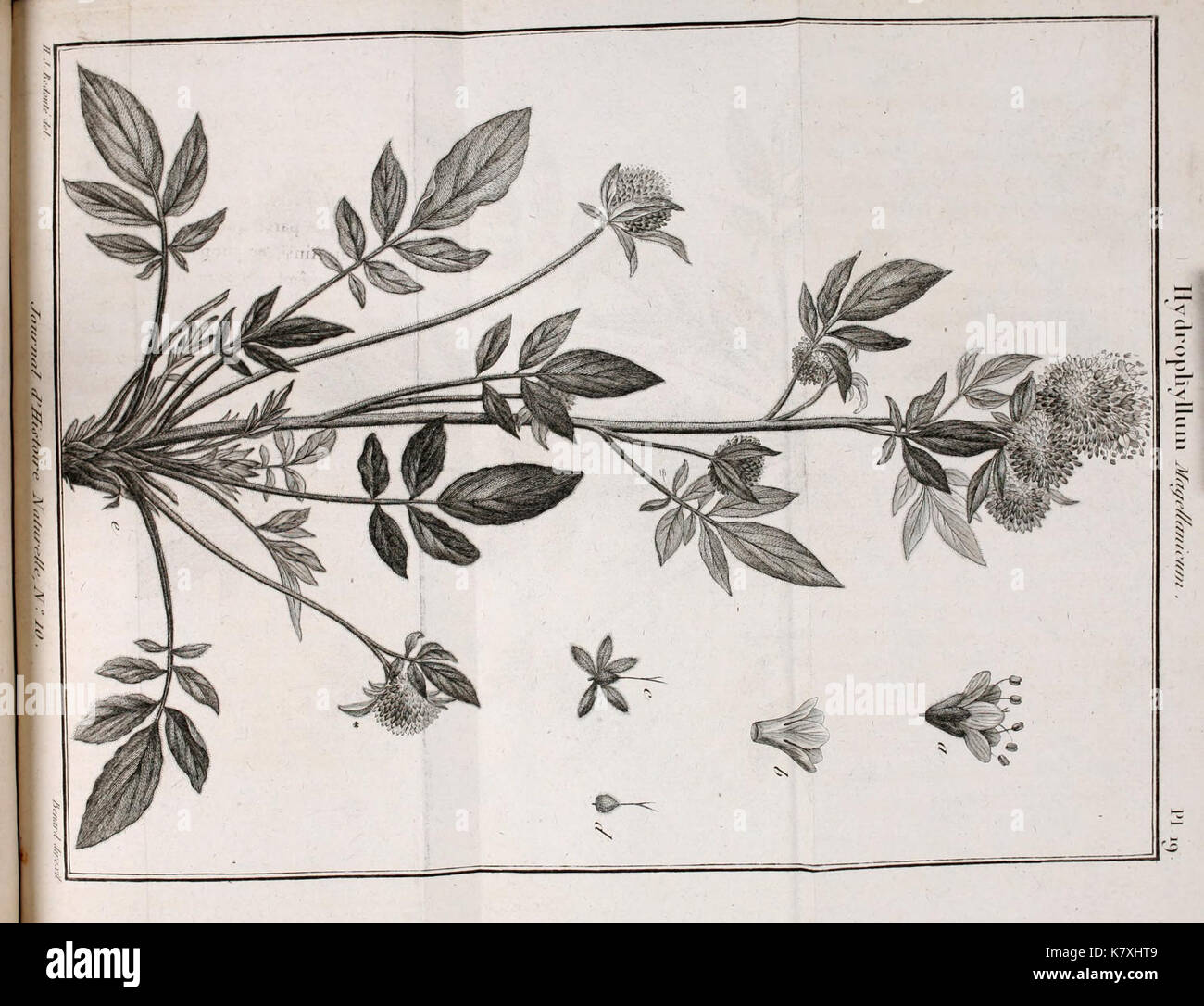 Ufficiale d'histoire Naturelle BHL6010114 Foto Stock