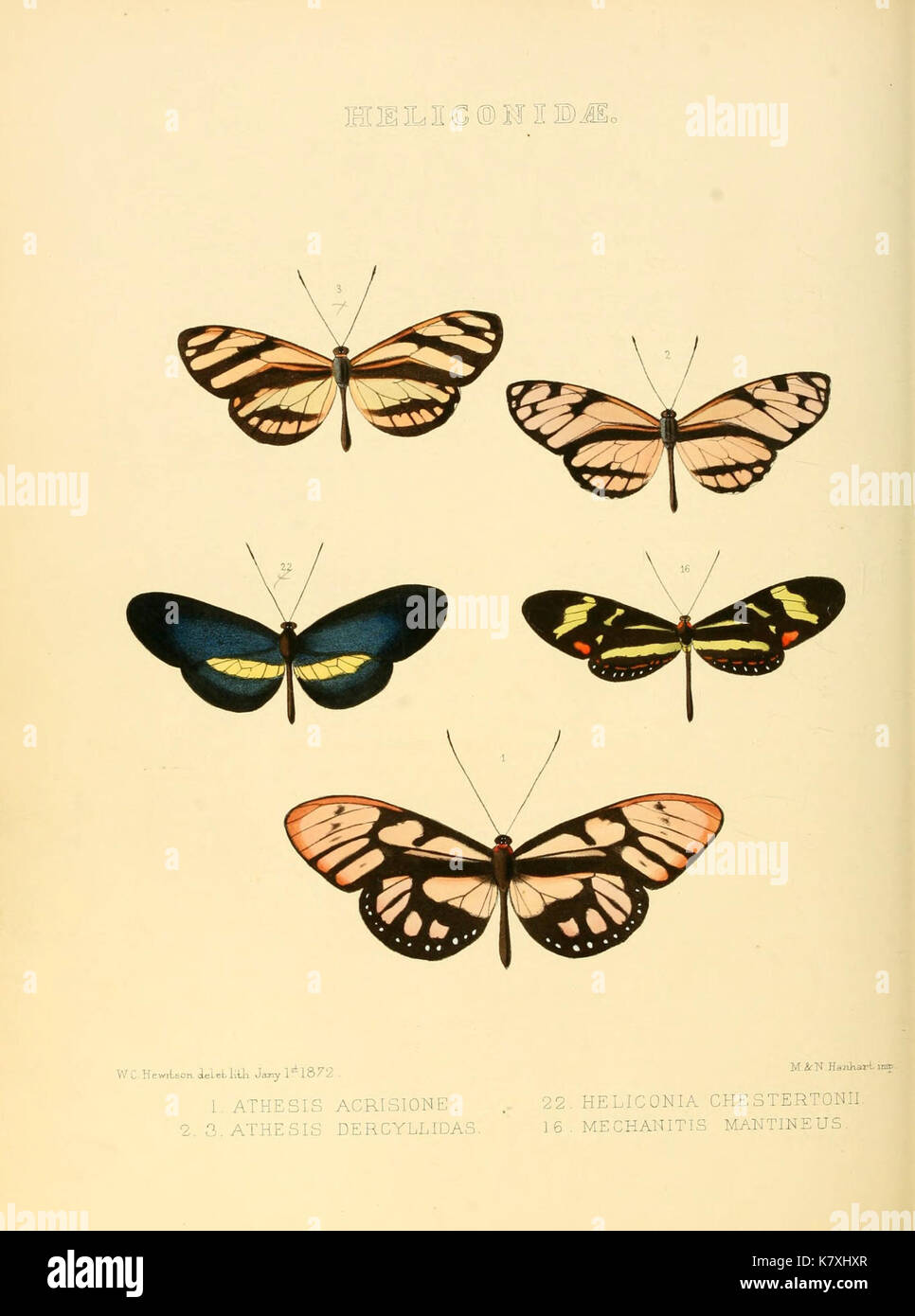 Illustrazioni di nuove specie di farfalle esotiche (Heliconidae) (6006142556) Foto Stock