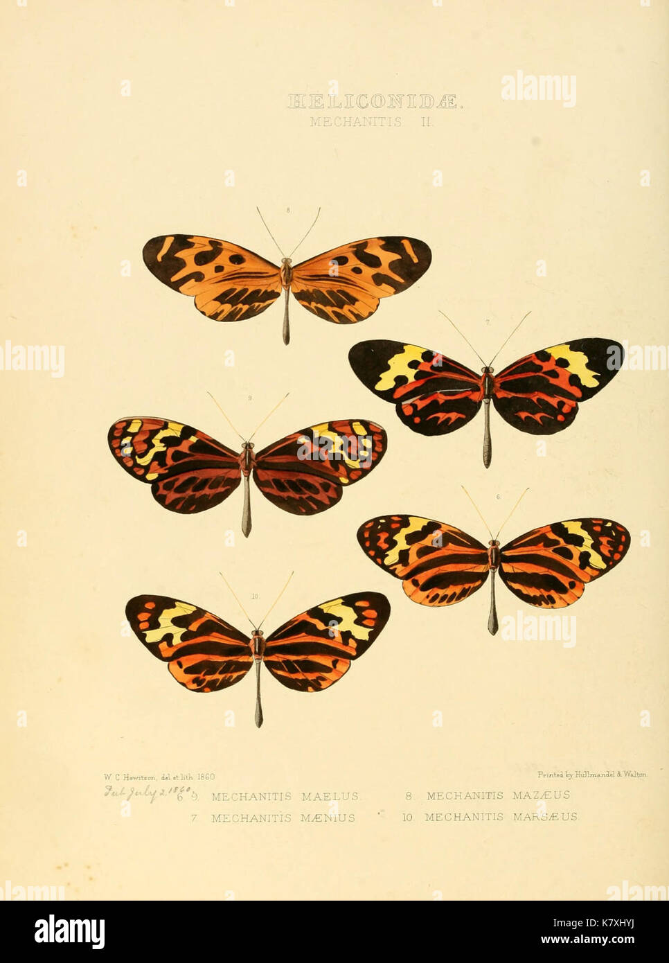 Illustrazioni di nuove specie di farfalle esotiche (Heliconidae Mechani II) (6005600223) Foto Stock