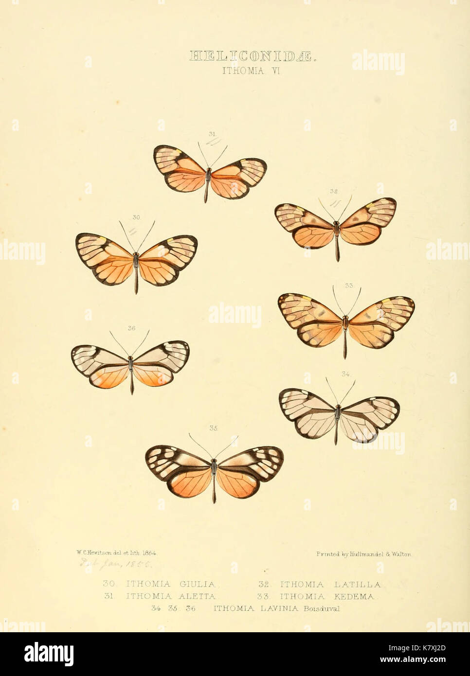 Illustrazioni di nuove specie di farfalle esotiche (Heliconidae Ithomia VI) (6005602401) Foto Stock