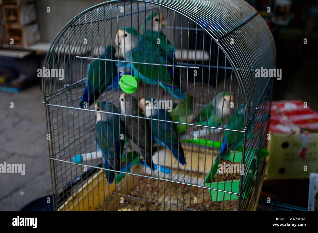 Caged uccelli esotici a hong kong bird market - yuen po, Mong Kok Foto Stock