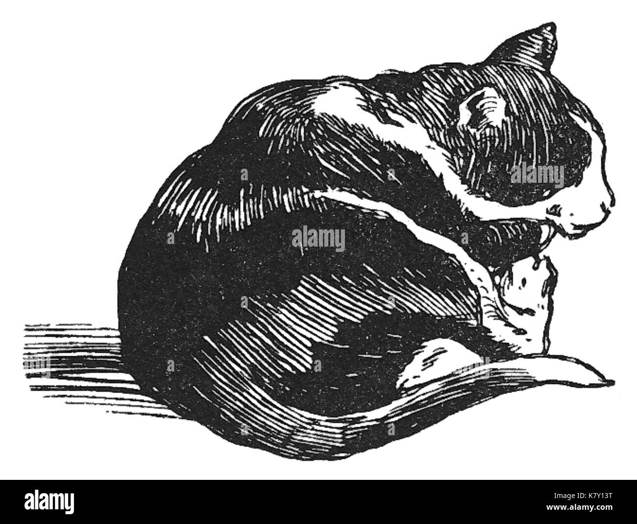 Inspektor Mruczek 0052 Foto Stock