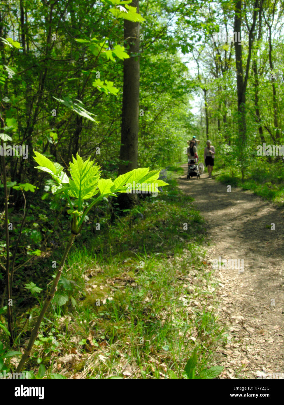 Woodland Path Foto Stock