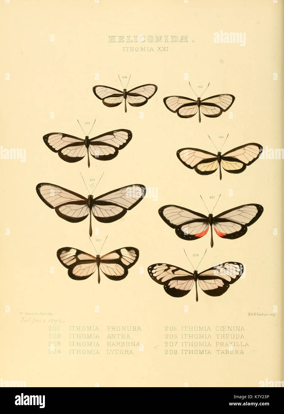 Illustrazioni di nuove specie di farfalle esotiche (Heliconidae Ithomia) (7636747252) Foto Stock