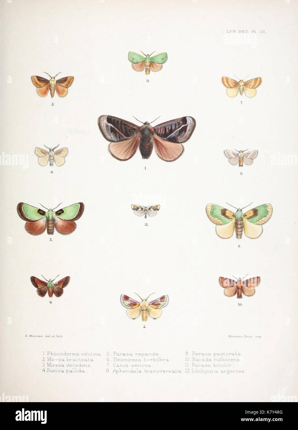 Illustrazioni di tipici esemplari di Lepidoptera Heterocera nella collezione del British Museum (Pl. CII) (9005203571) Foto Stock