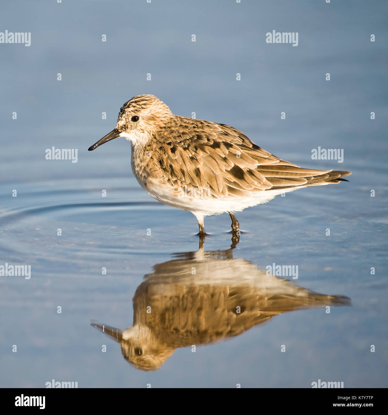 Baird il sandpiper (calidris bairdii), scolopacidae famiglia, laguna de chaxa, il deserto di Atacama, regione di Antofagasta, Cile bairdstrandläufer (calidris il bair Foto Stock