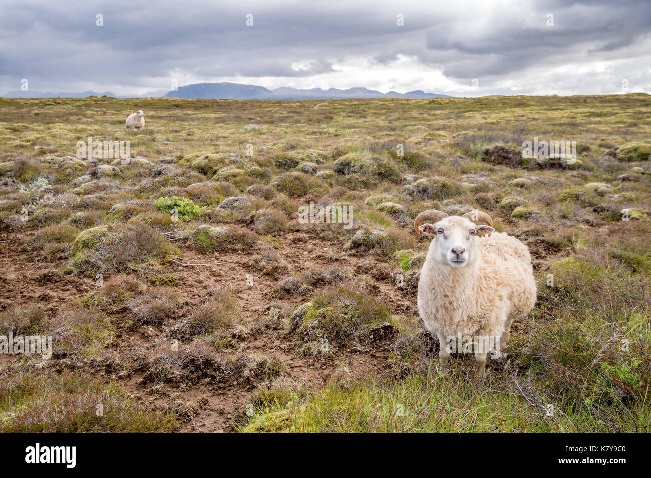 Islanda - Icelandic Sheep nei pressi di Þingvellir Foto Stock