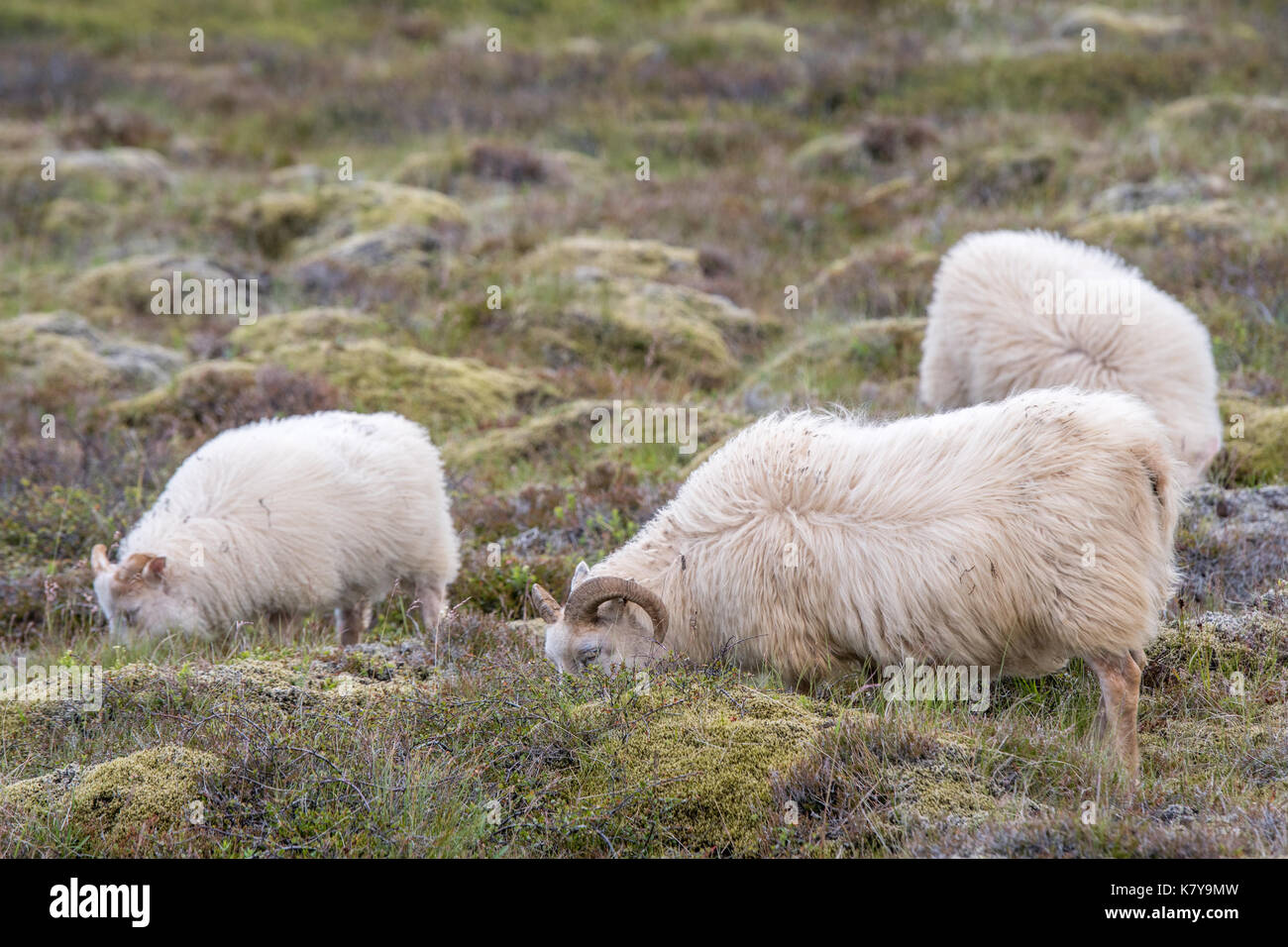 Islanda - Icelandic Sheep nei pressi di Þingvellir Foto Stock