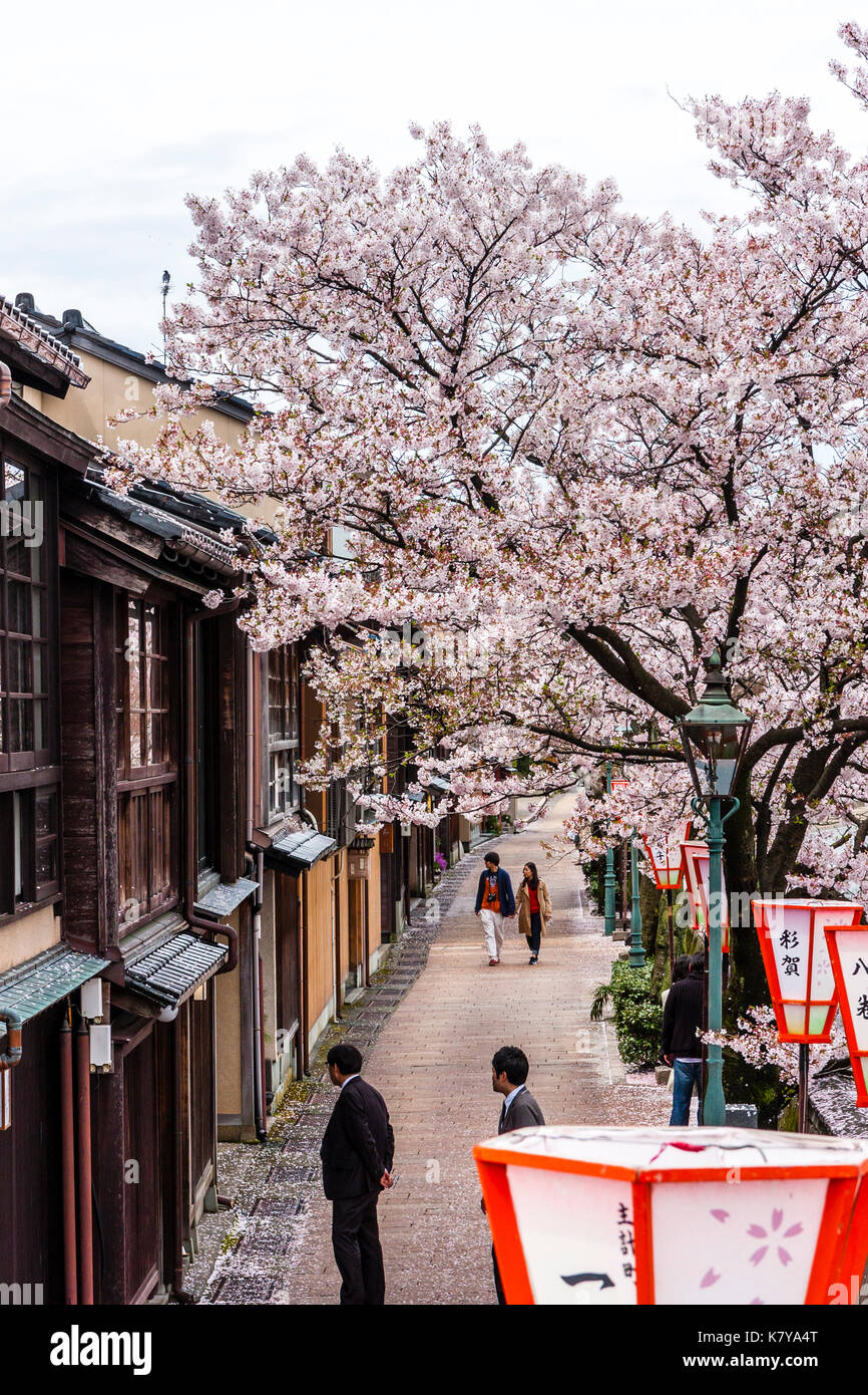 Kazue popolare-machi Chaya, periodo Edo street mix di legno tradizionale ryokan giapponese, locande e alloggiamento, di fronte, fiori di ciliegio e fiume. Foto Stock