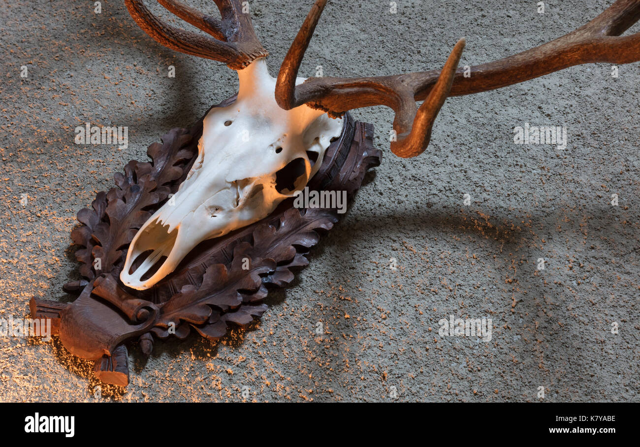Grande cervo trofeo di caccia appeso a una parete Foto Stock