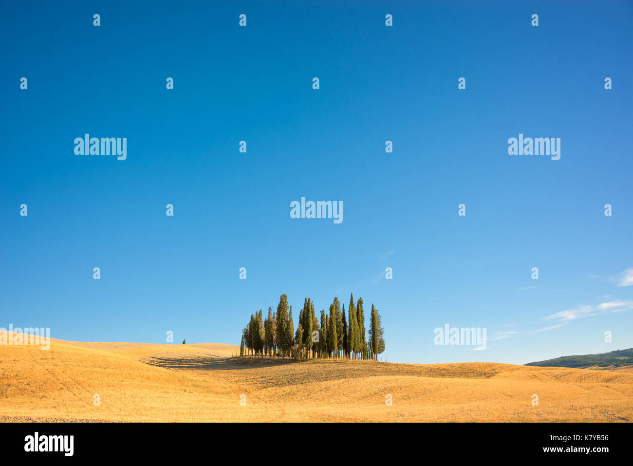 Bellissimo e tipico paesaggio toscano con cipressi in un campo in estate, val d'orcia, Toscana, Italia Foto Stock