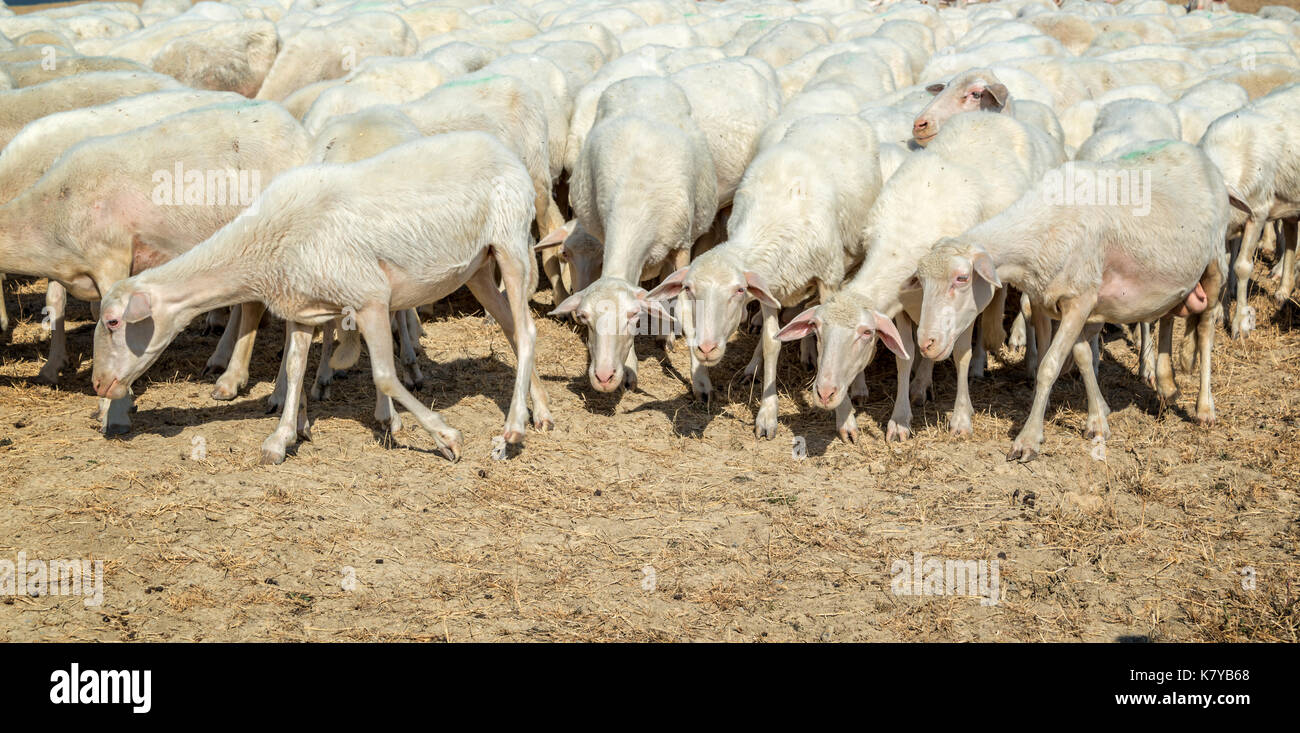 Panoramica di un gregge di pecore in un campo essiccati in estate Foto Stock