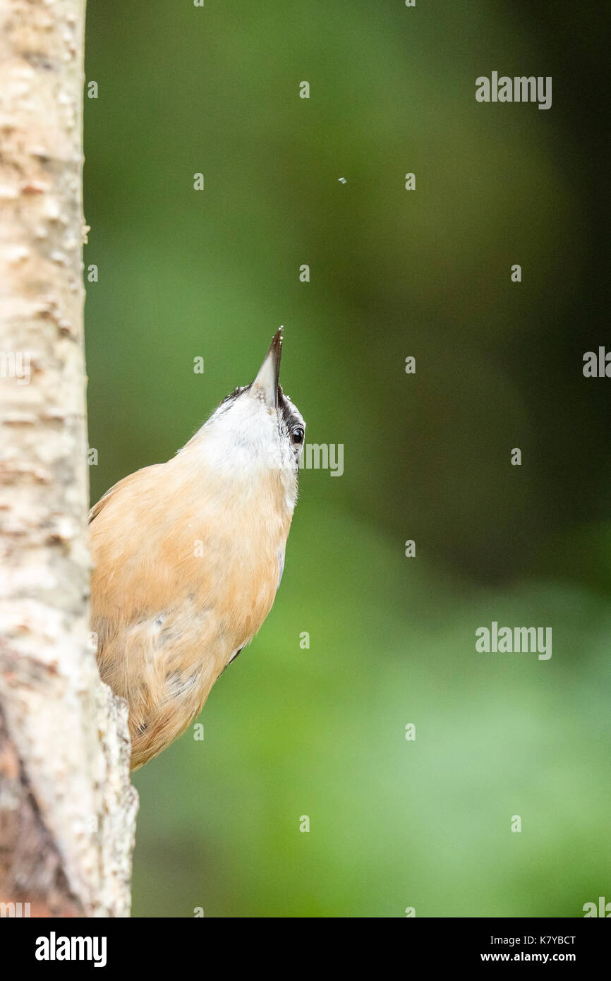 Unione picchio muratore rovistando nel primo autunno Foto Stock