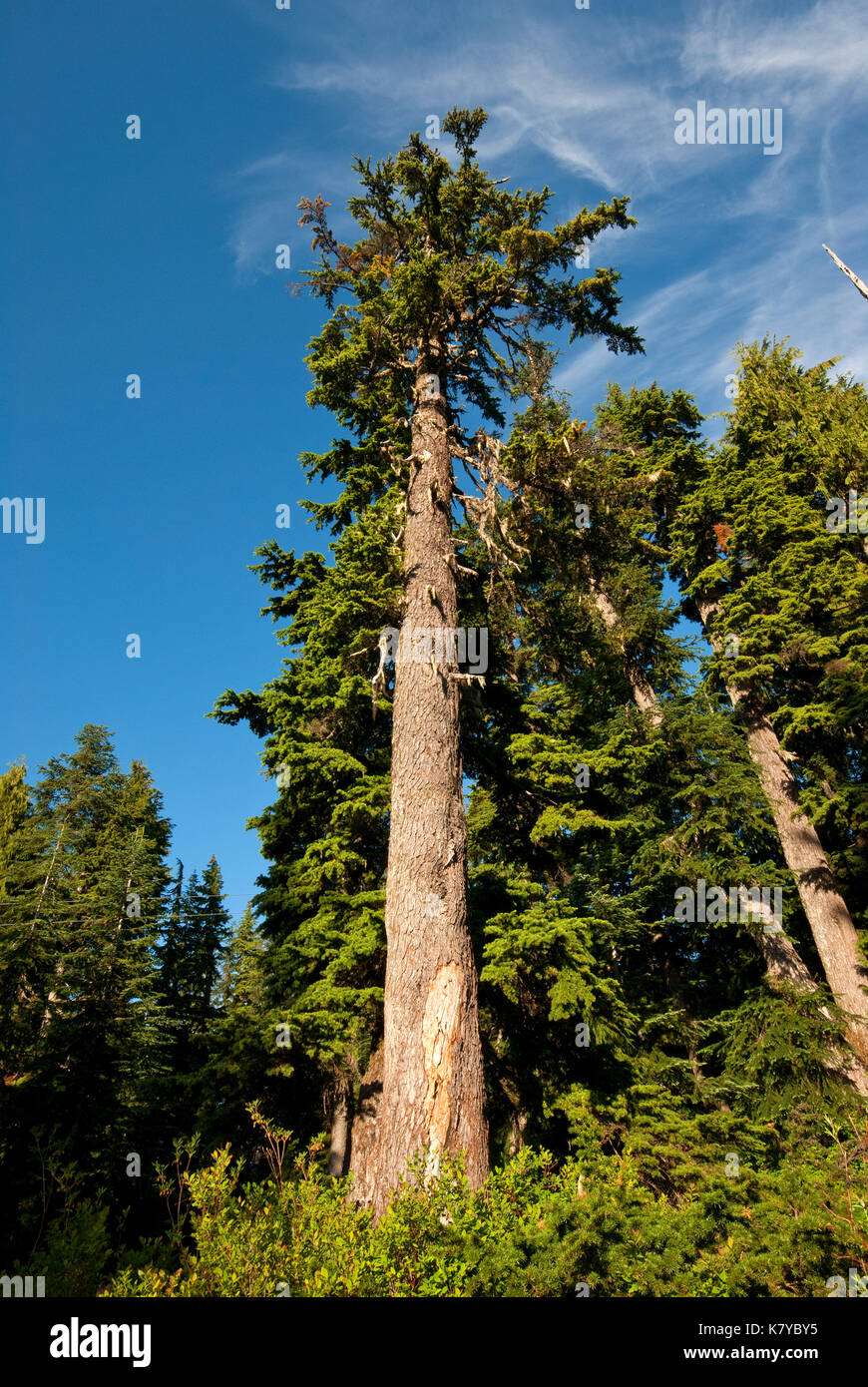 Douglas firs (Pseudotsuga menziesii) Presso Grouse Mountain, Vancouver, British Columbia, Canada Foto Stock
