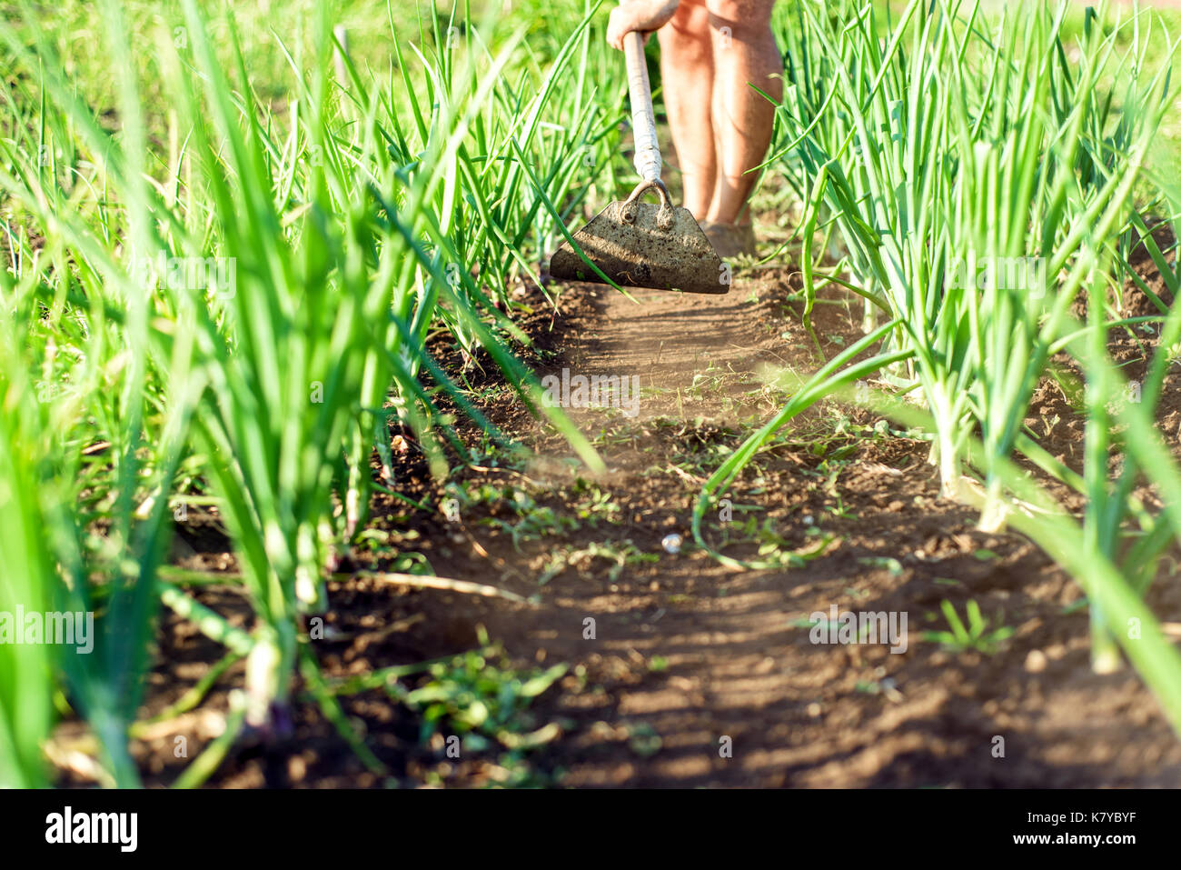 L uomo si cancella un percorso utilizzando un antico giardino hoe lungo un letto di cipolle percorso in un lussureggiante giardino verde ambiente nella luce solare naturale Foto Stock