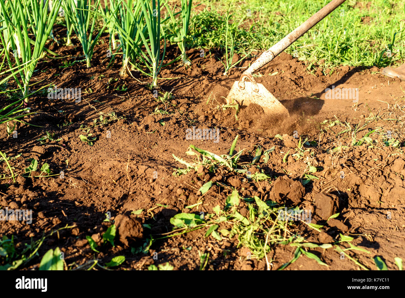 Giardino zappa con movimento ripulendo dalle erbacce un'area giardino e percorso sporco Foto Stock