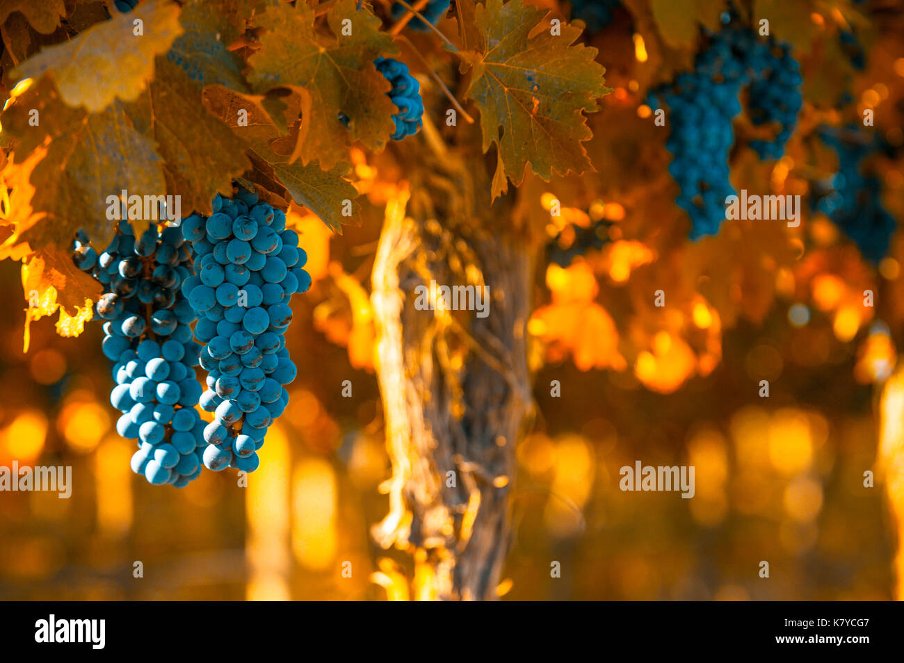 Grappolo di uva, molto superficiale la messa a fuoco Foto Stock