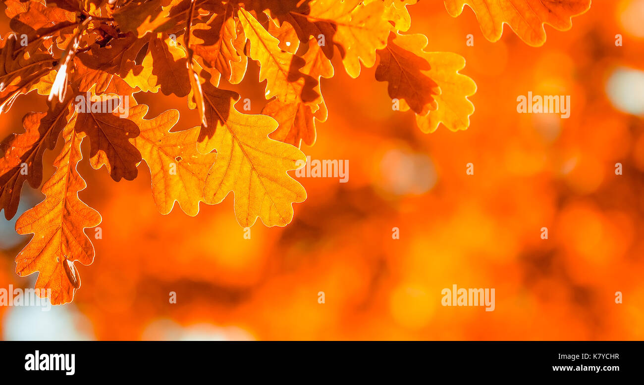 Foglie di autunno, molto superficiale la messa a fuoco Foto Stock