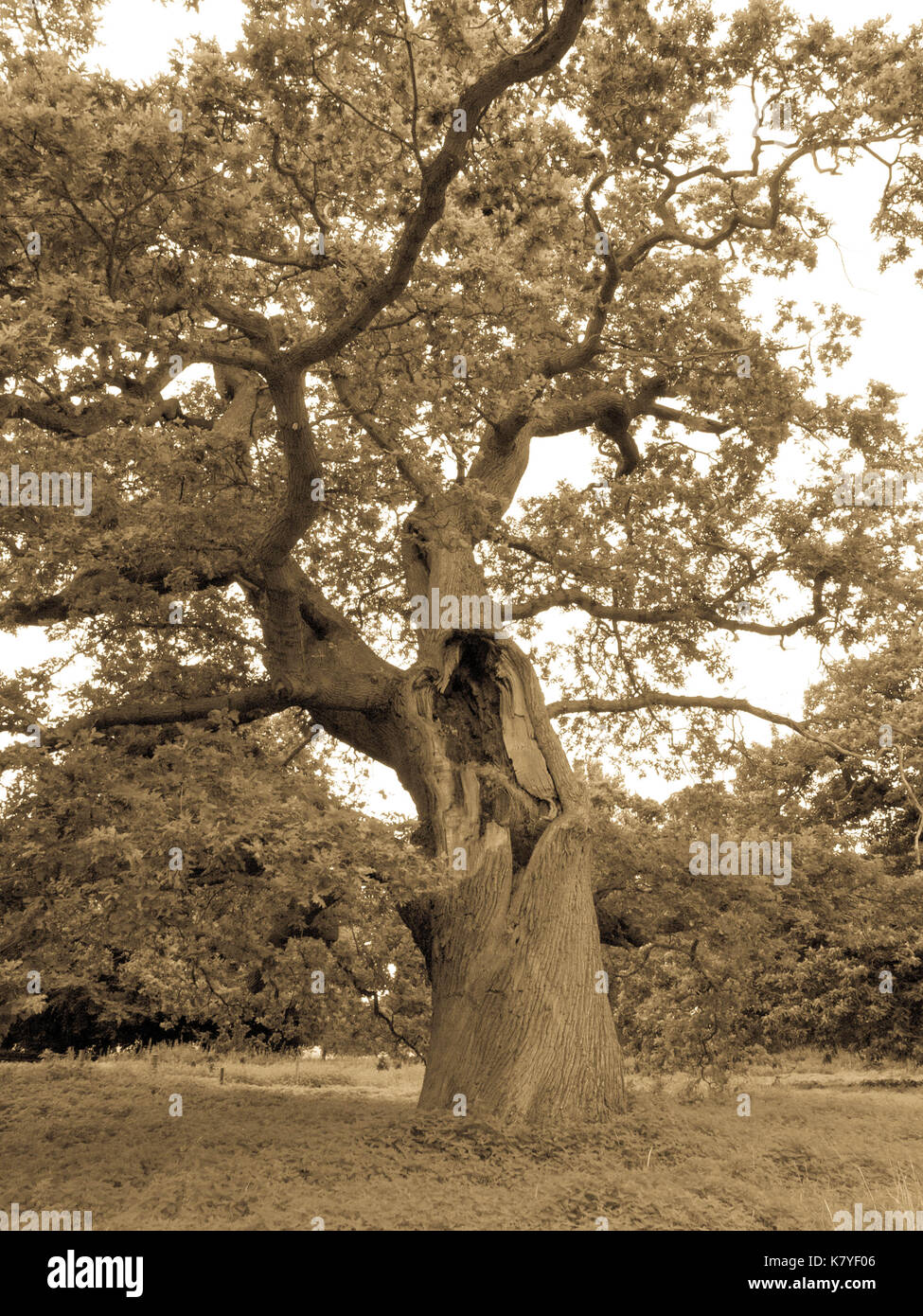La perseveranza: antica quercia con massicce gash in tronco (antica immagine monotono) Foto Stock