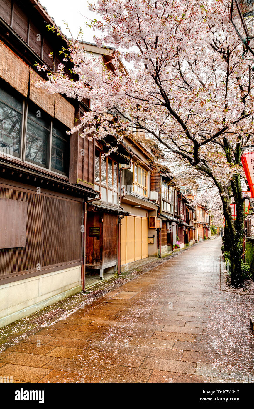 Kazue-machi Chaya popolare quartiere turistico, Kanazawa. Periodo Edo street, mix di tradizionale giapponese locande, ryokan e alloggiamento e fiori di ciliegio. Foto Stock