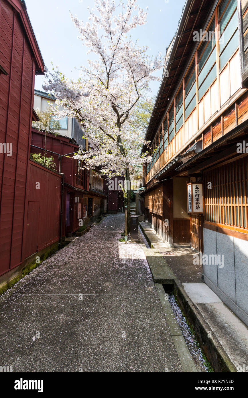 Giappone, Kanazawa, Kazue-machi Chaya distretto. Edo-feudale periodo strada stretta con uno stile tradizionale giapponese di alloggiamento. Fiore di Ciliegio albero in strada. Foto Stock