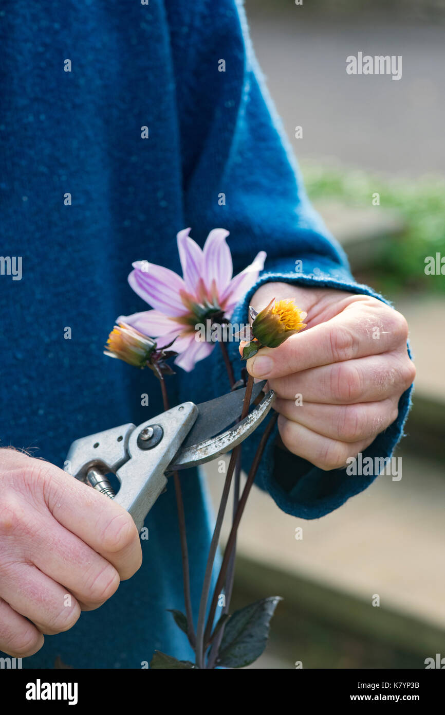 Giardiniere deadheading Dahlia 'Classic rosamunde' fiori con secateurs in un giardino inglese. Regno Unito Foto Stock