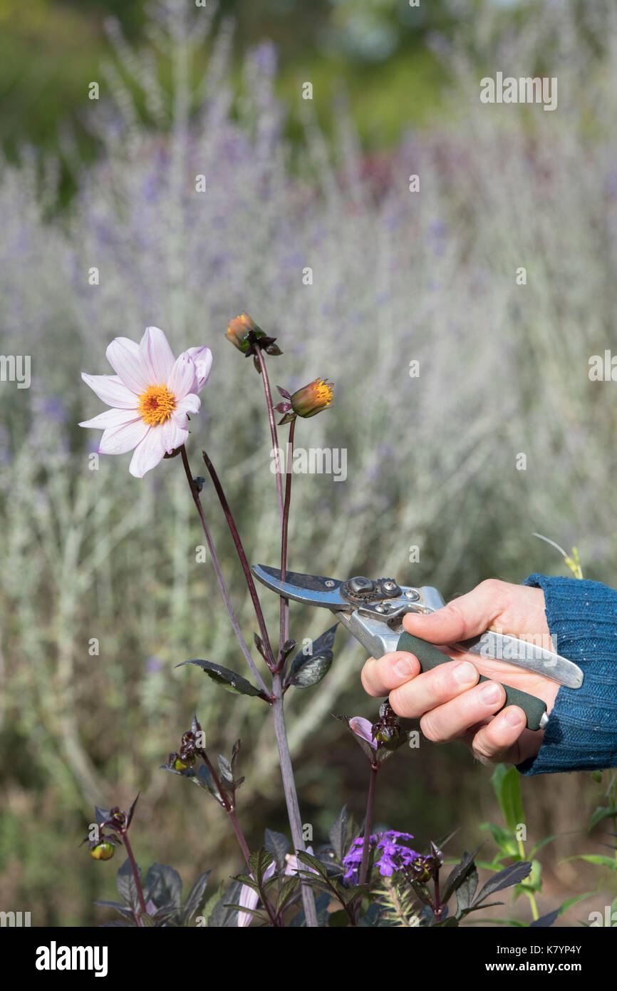 Giardiniere deadheading Dahlia 'Classic rosamunde' fiori con secateurs in un giardino inglese. Regno Unito Foto Stock