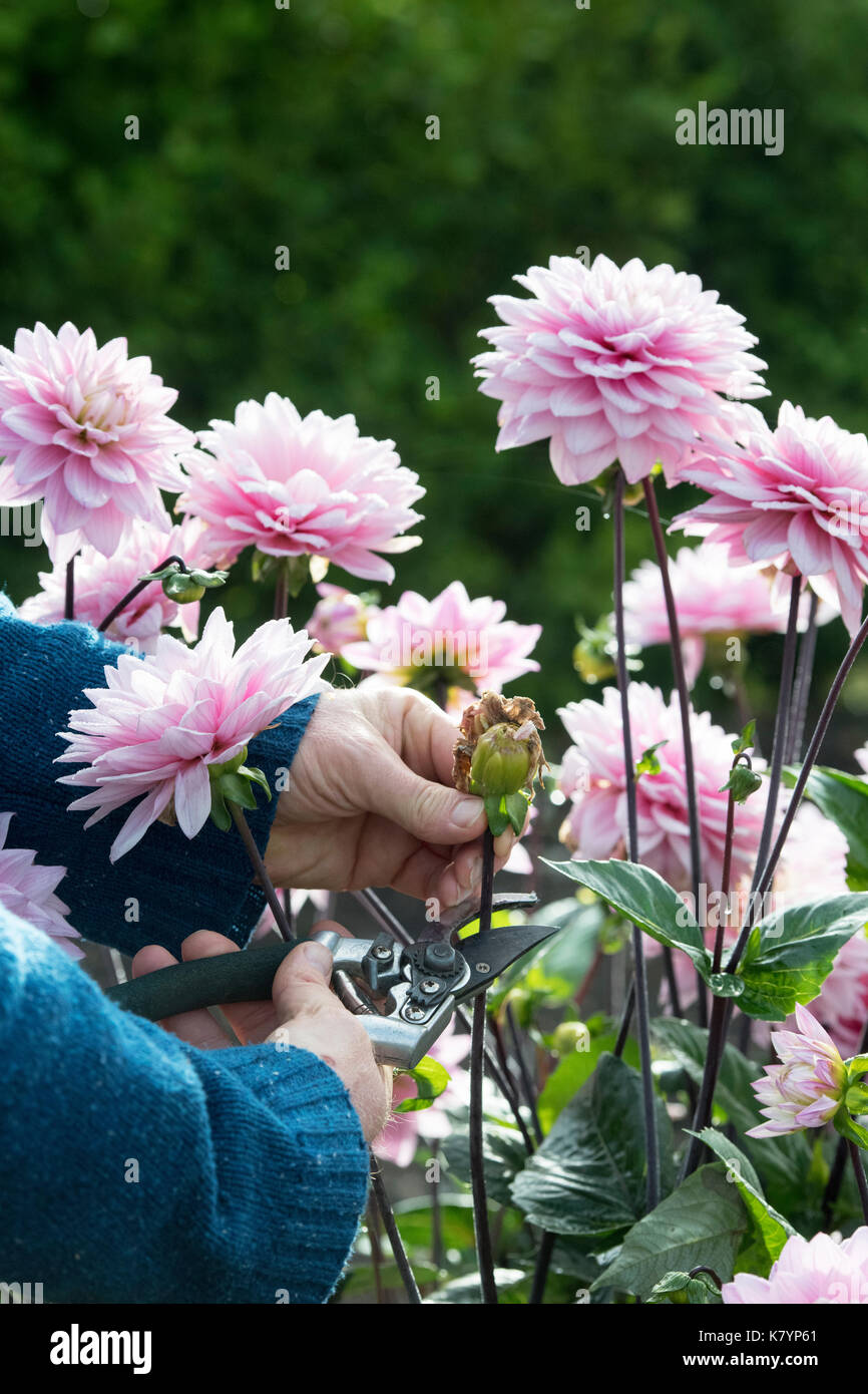 Giardiniere deadheading dalia fiori con secateurs in un giardino inglese. Regno Unito Foto Stock