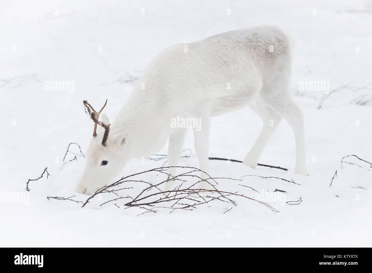 Renna bianca nella neve, Lapponia, Finlandia Foto Stock