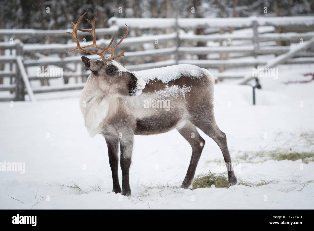 Renna nella neve, Lapponia, Finlandia Foto Stock