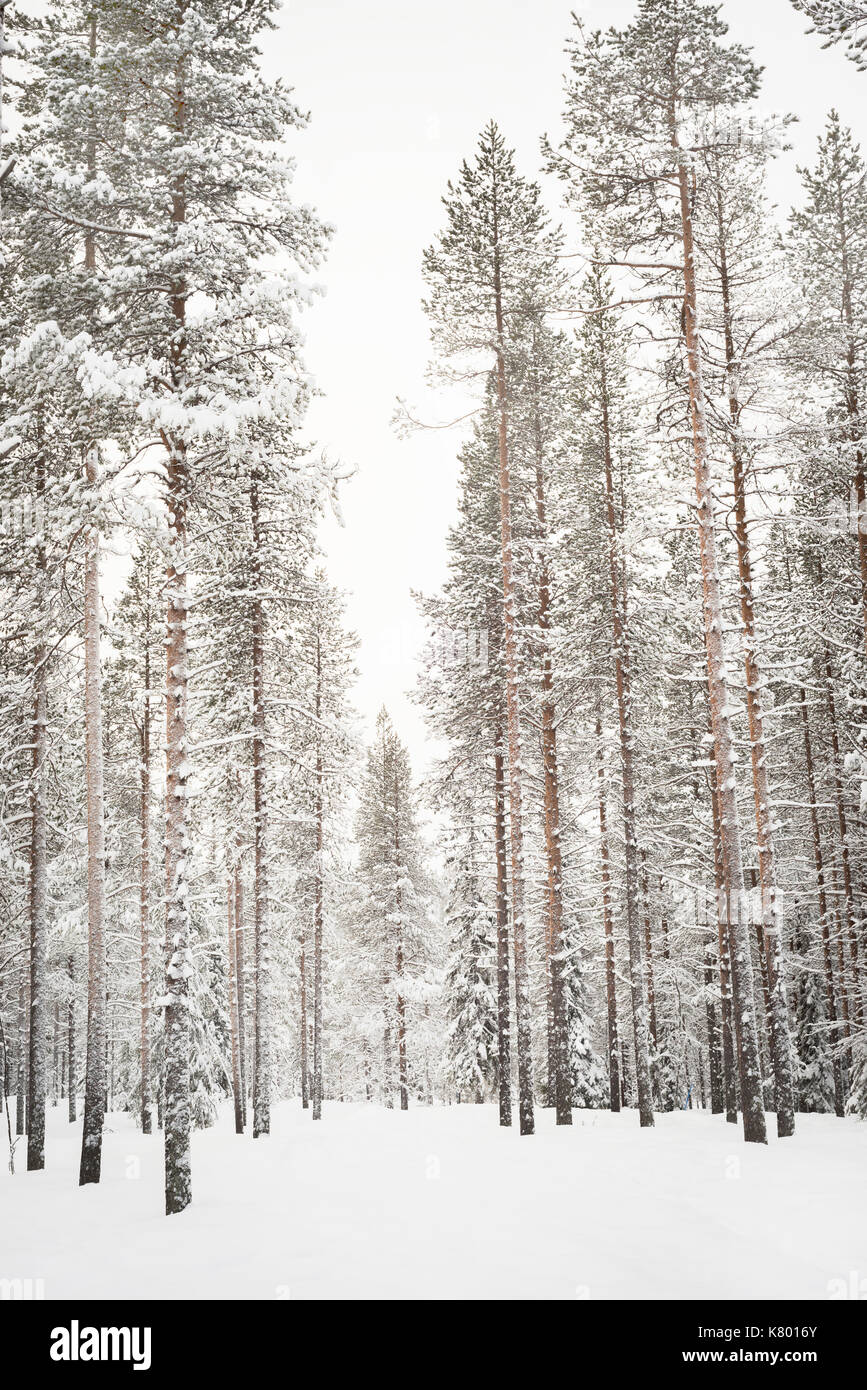 Foresta con neve, Kuertunturi, Äkäslompolo, Lapponia, Finlandia Foto Stock